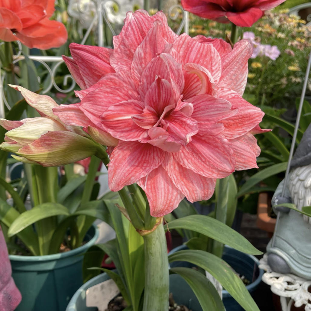 朱顶红【粉重楼 1粒】无根叶裸球