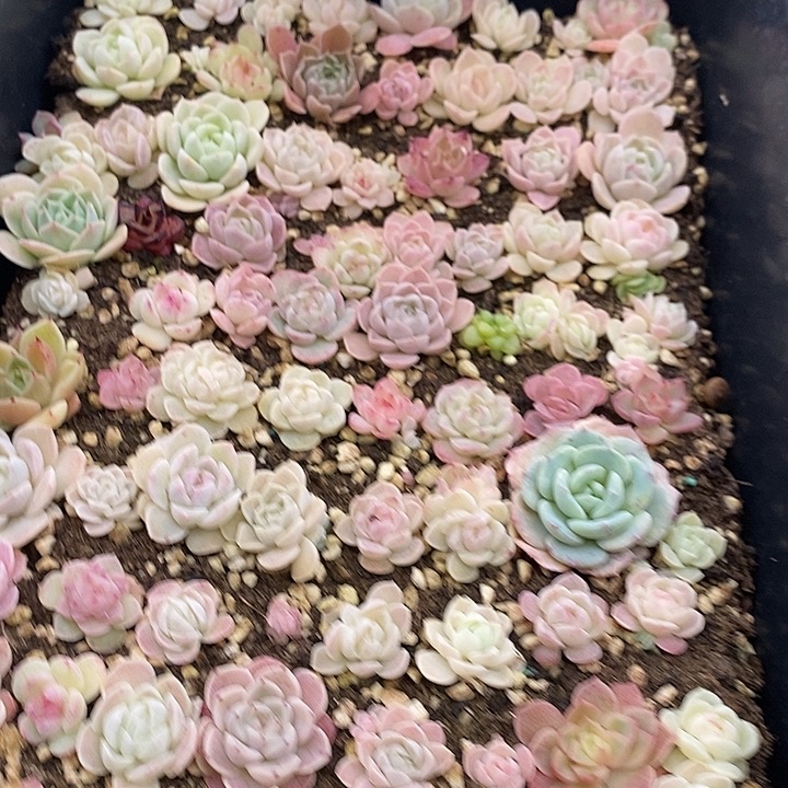 60 多肉植物盆栽花卉