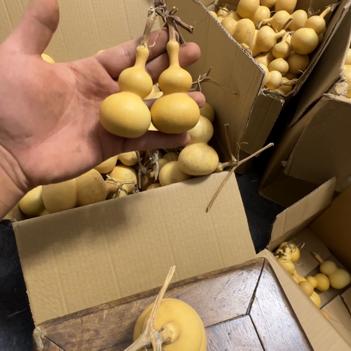 用***0葫芦等经济林木生长80