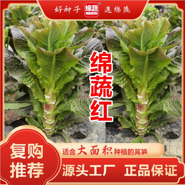 绵蔬【绵蔬红】耐寒红圆叶莴笋、脆嫩清香简单蔬菜种子种植发芽生长