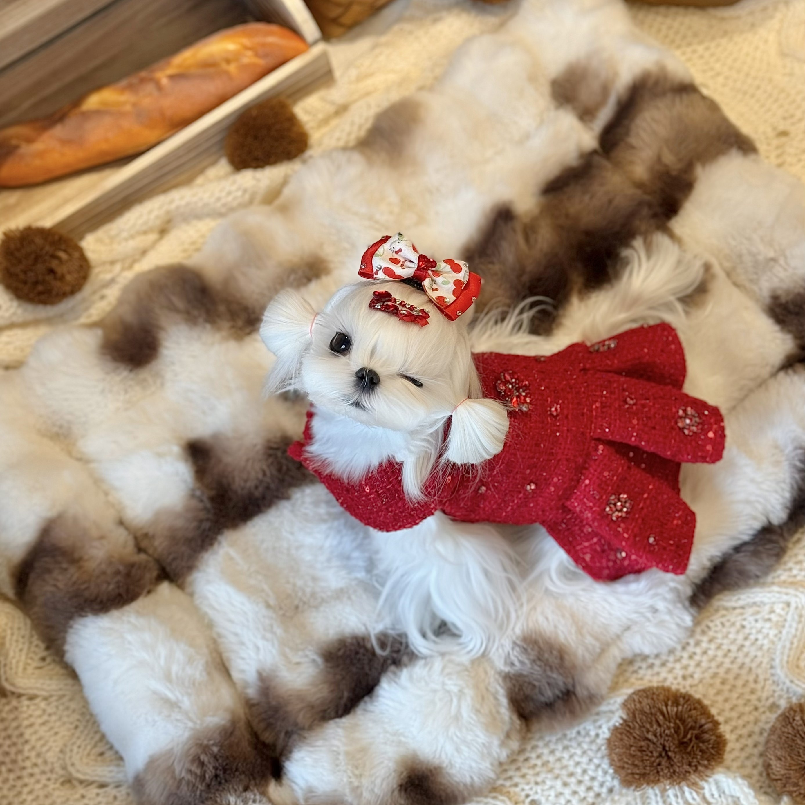 「闪闪·新年红」冬日系列 西施犬马尔济斯比熊新年套装