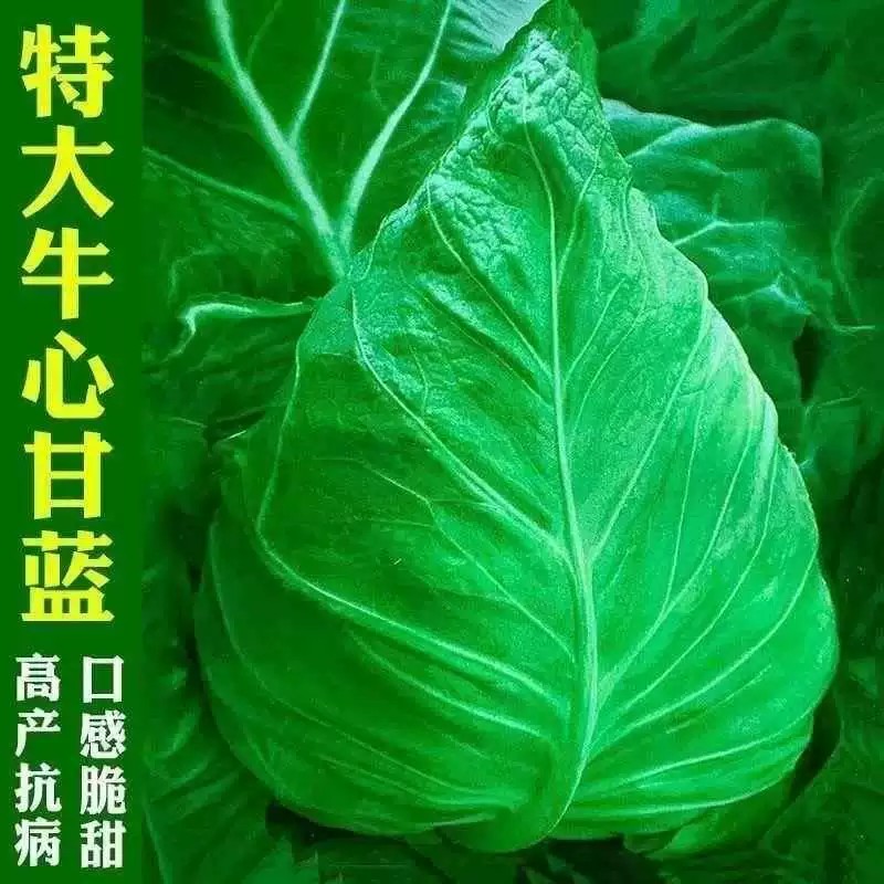 【全店满5包包邮】新种上市特大牛心甘蓝包菜卷心菜耐热耐寒春秋