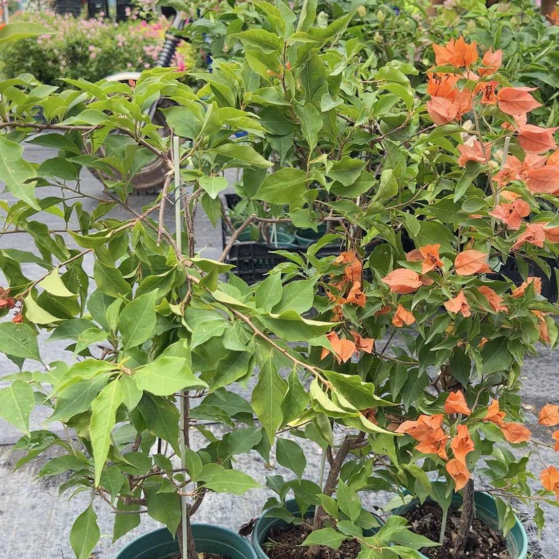 当前无花栽培后可以开花橙桑巴一颗