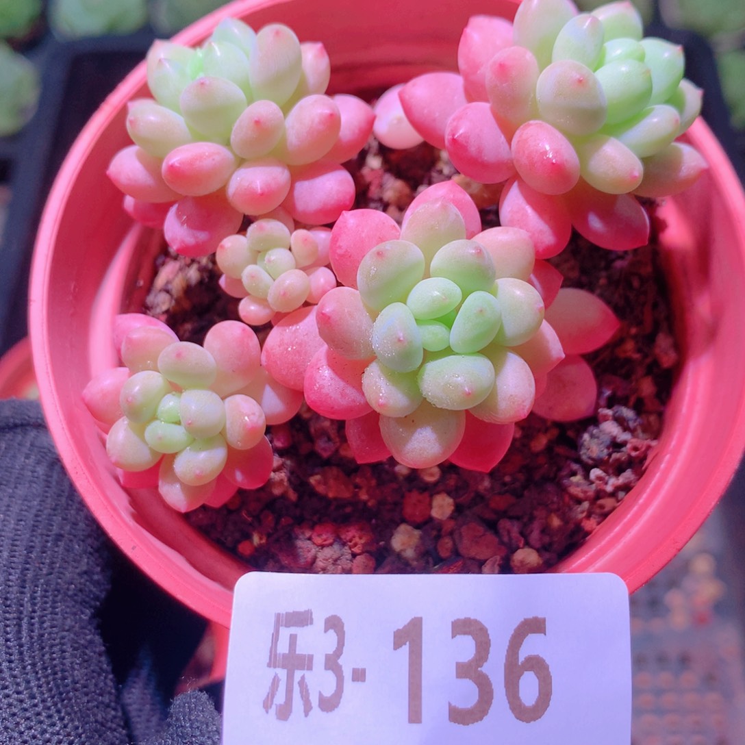 乐然 3-136 洛可可群 