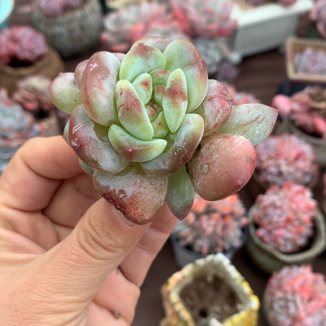 哈哈哈哈哈哈哈哈哈冰玉石榴籽