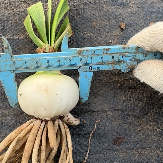 玛丽琳5.5/6厘米包对版