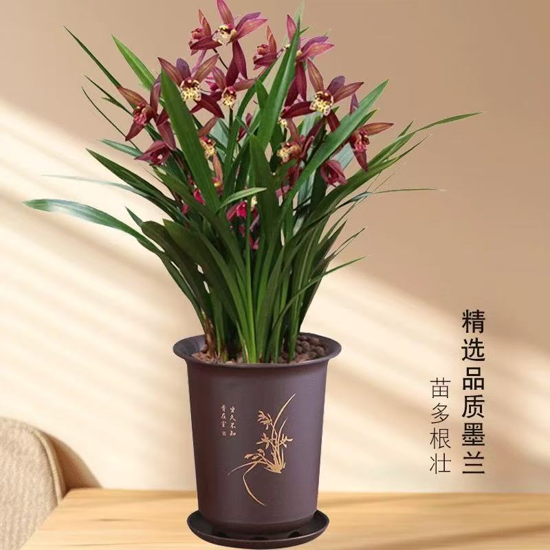 墨兰盆栽古风盆花卉室内客厅四季常青春季开花净化空气观花兰花