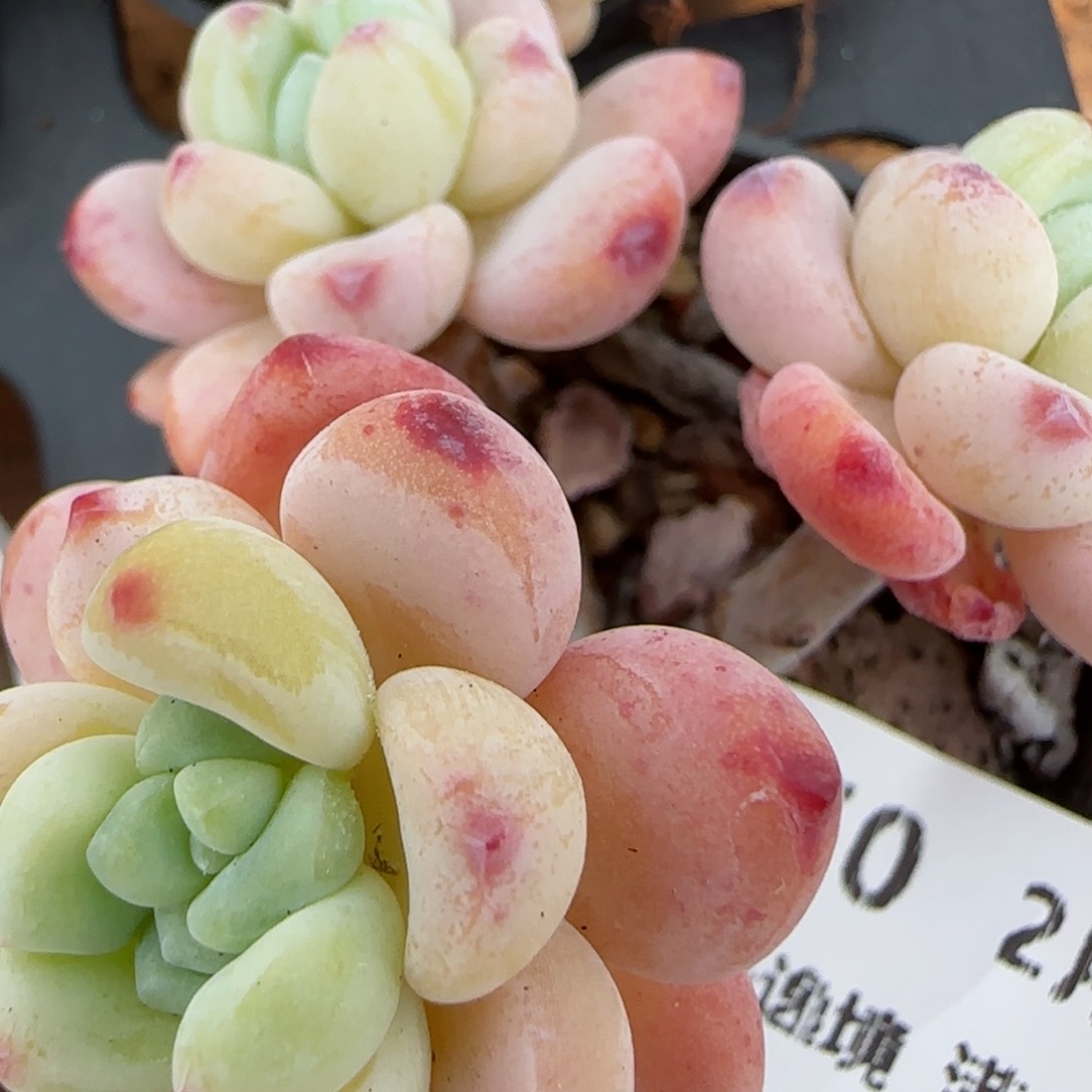 花语逸镜0206-350