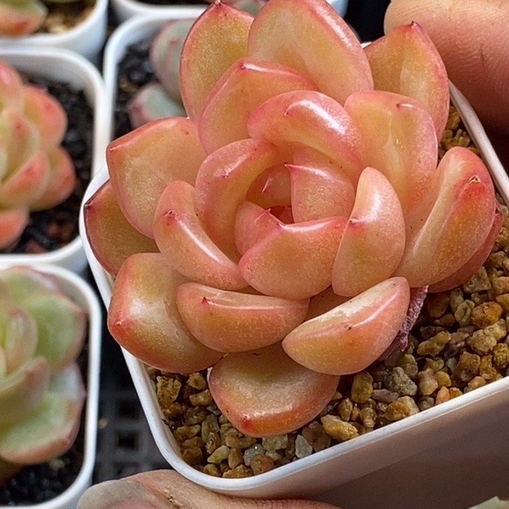 天官赐福百无禁忌