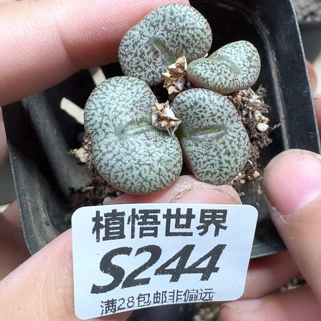 多肉植物的润泽rgg