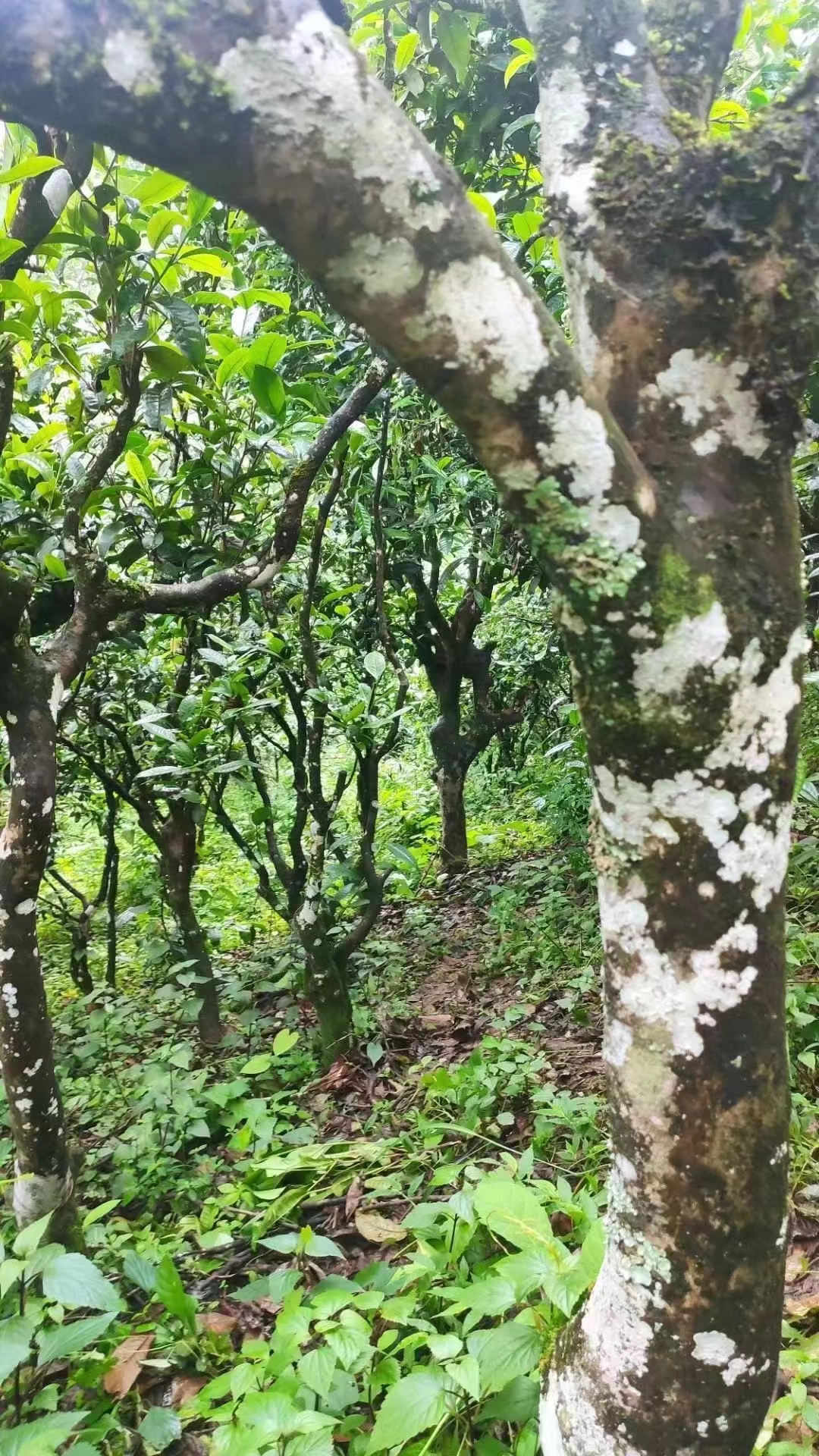 2025年大户赛古树混采普洱生茶100g