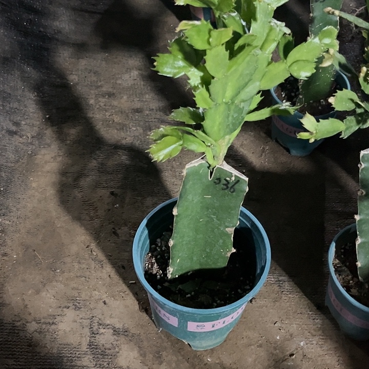 英***69号036，111111111