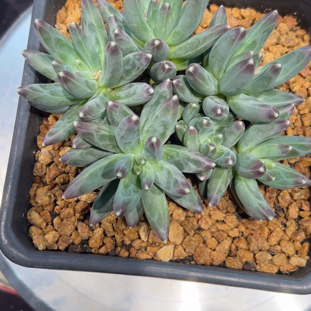 木*远多肉植物多肉植物