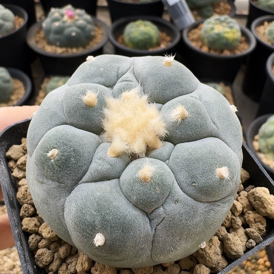 实生西西里大优鲜5.8cm 09011