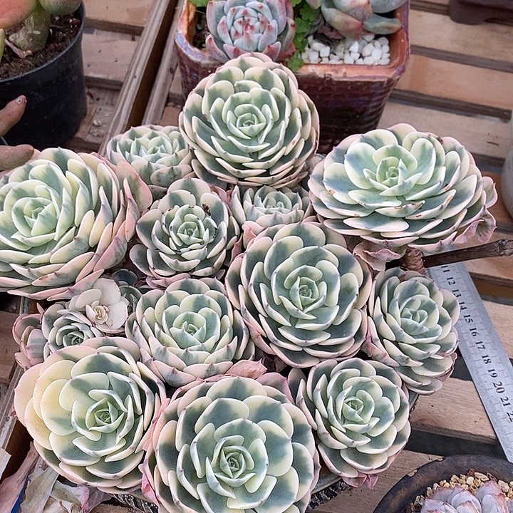 多肉植物肉肉植物