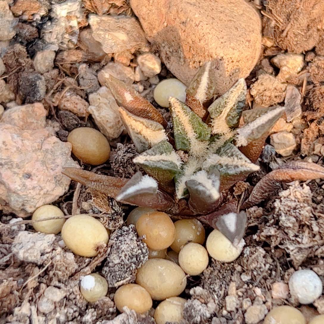 实生 黑牡丹仙人球