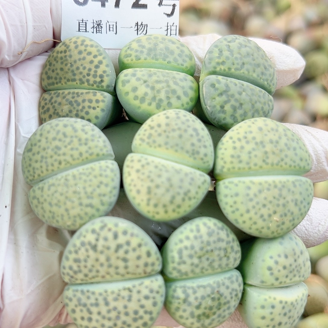 8472 好养易活生石花大母本9个