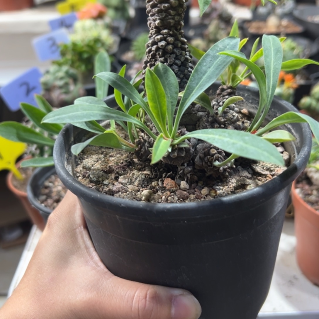 感***悟怪桩铁甲丸带盆111111