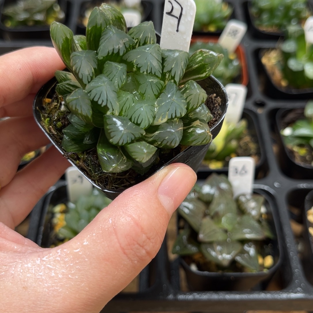 27残雪玉露锦一物一拍