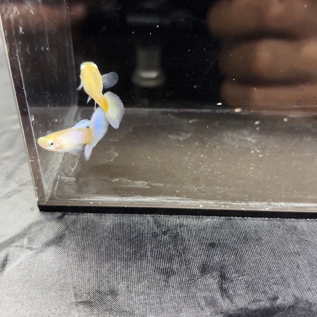 孔雀鱼拉朱丽紫尾