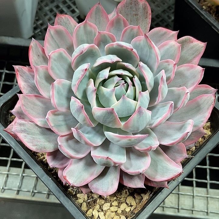 劳伦斯锦大单头的