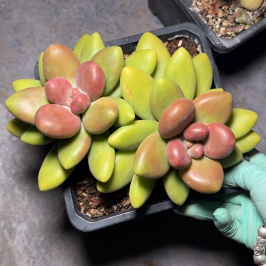 芒果奶～香香漏漏3593