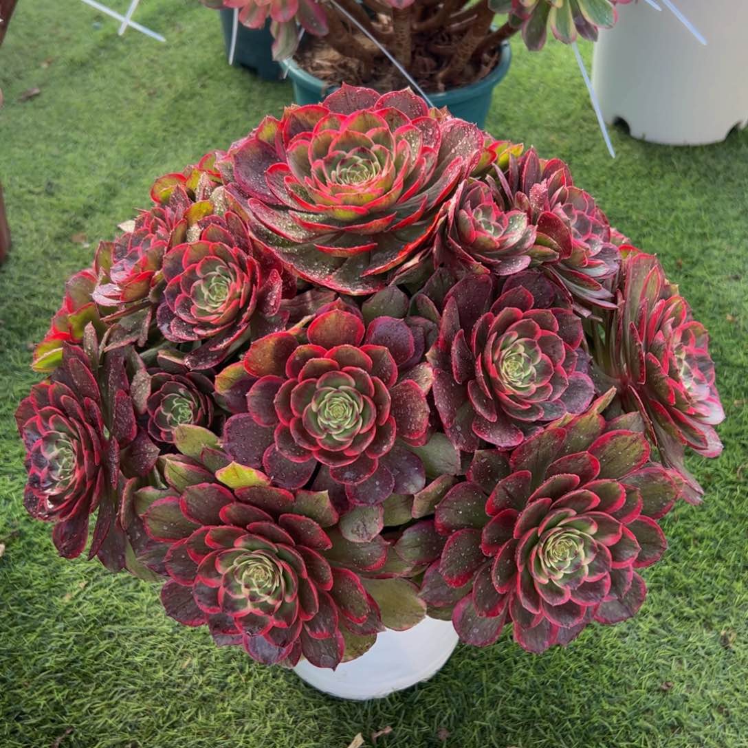 111炖肉植物发货粉花妖