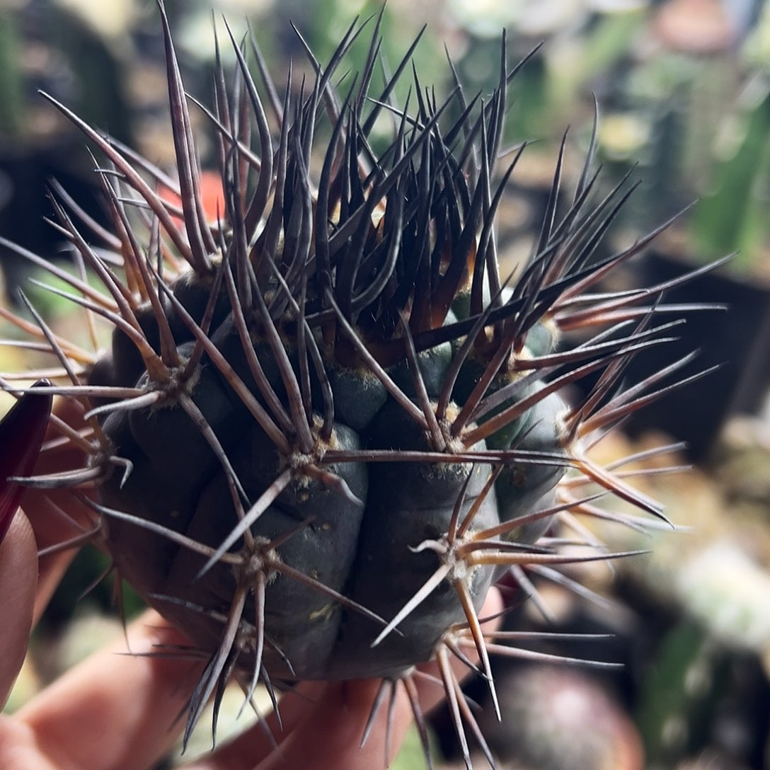 火焰摩天龙仙人球1111111111