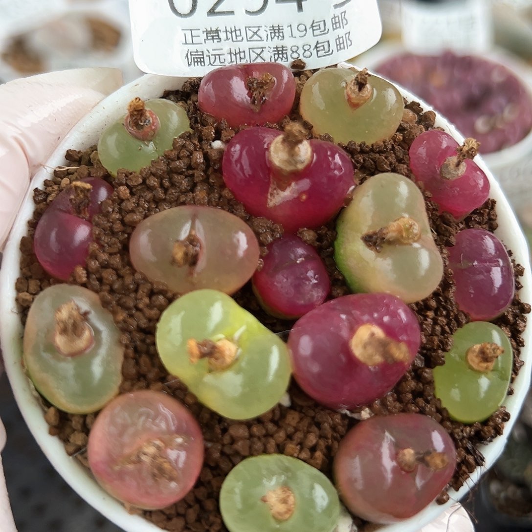 好养易活生石花大母本0294