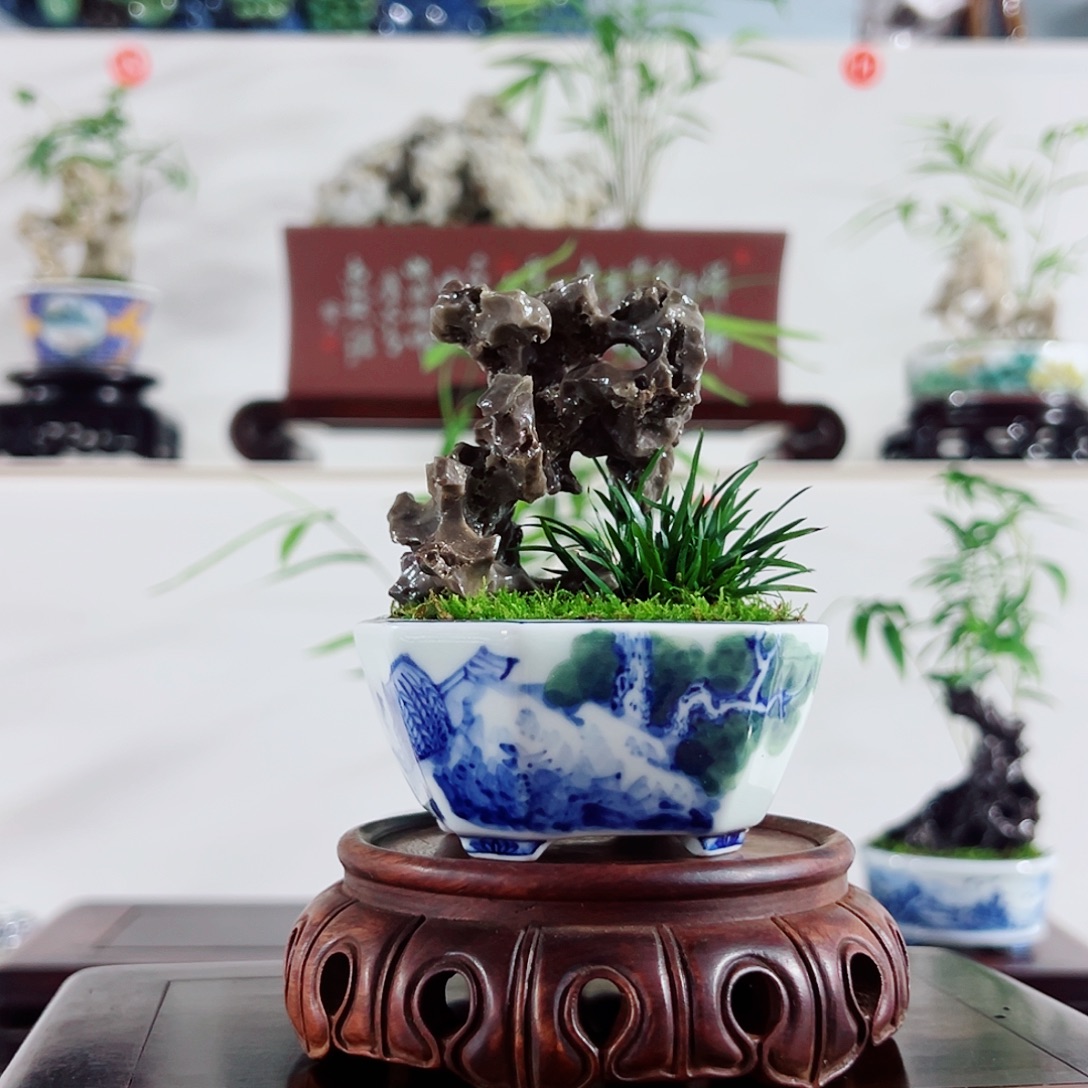 梧***兰无花朵盆景，菖蒲，玉太湖，