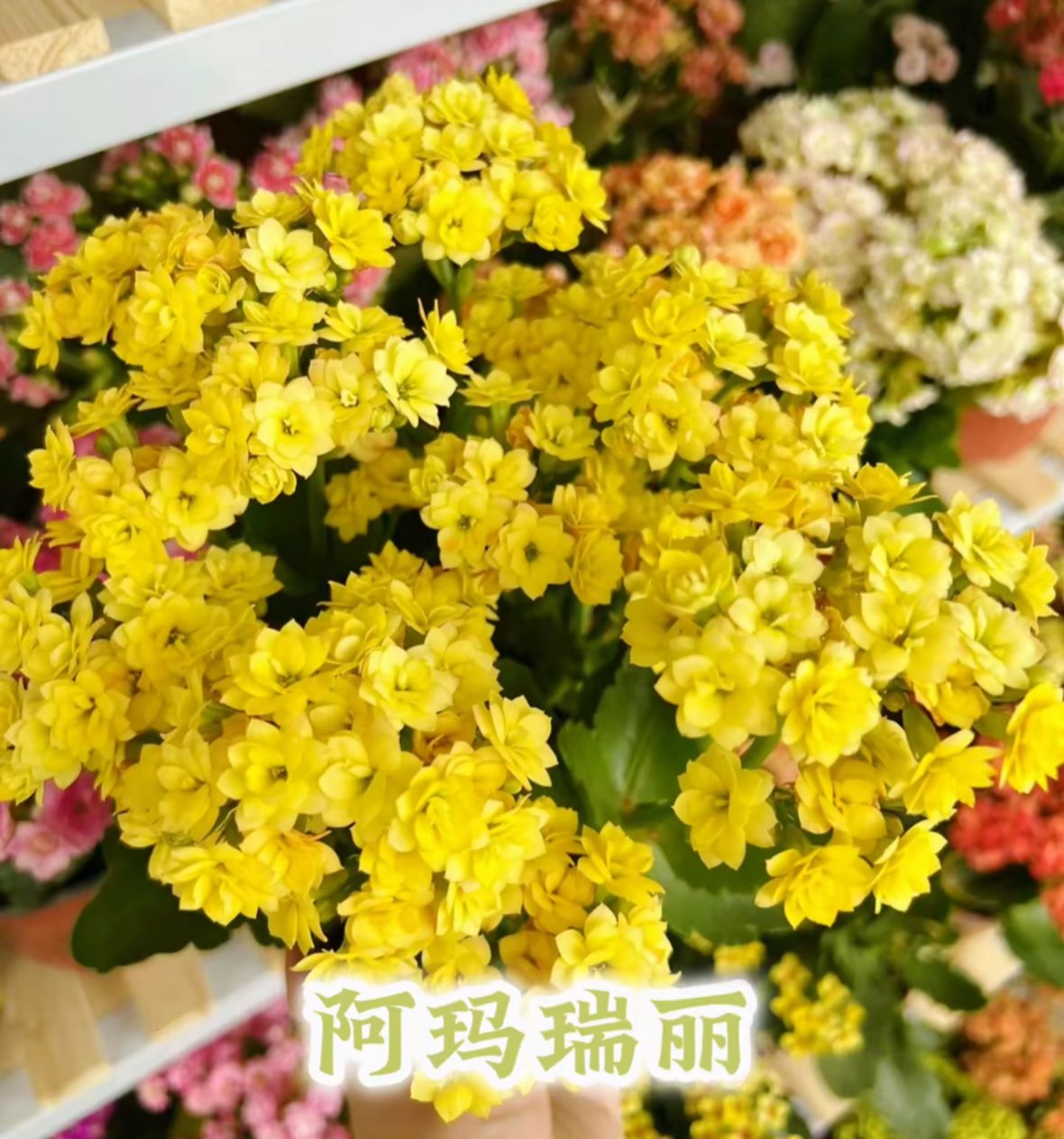 《黄金玉》120盆重瓣长寿花