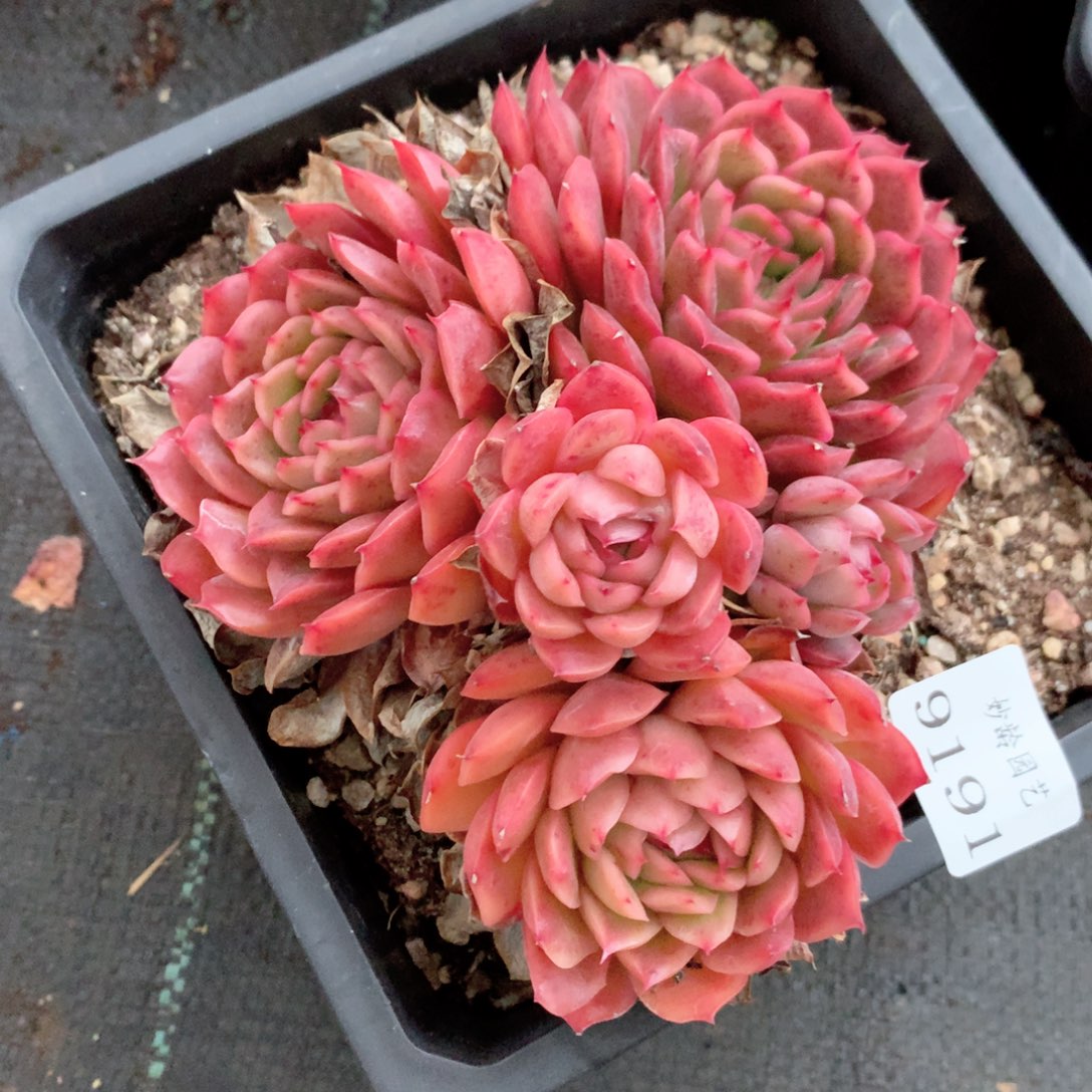 9191杂交多肉植物基地