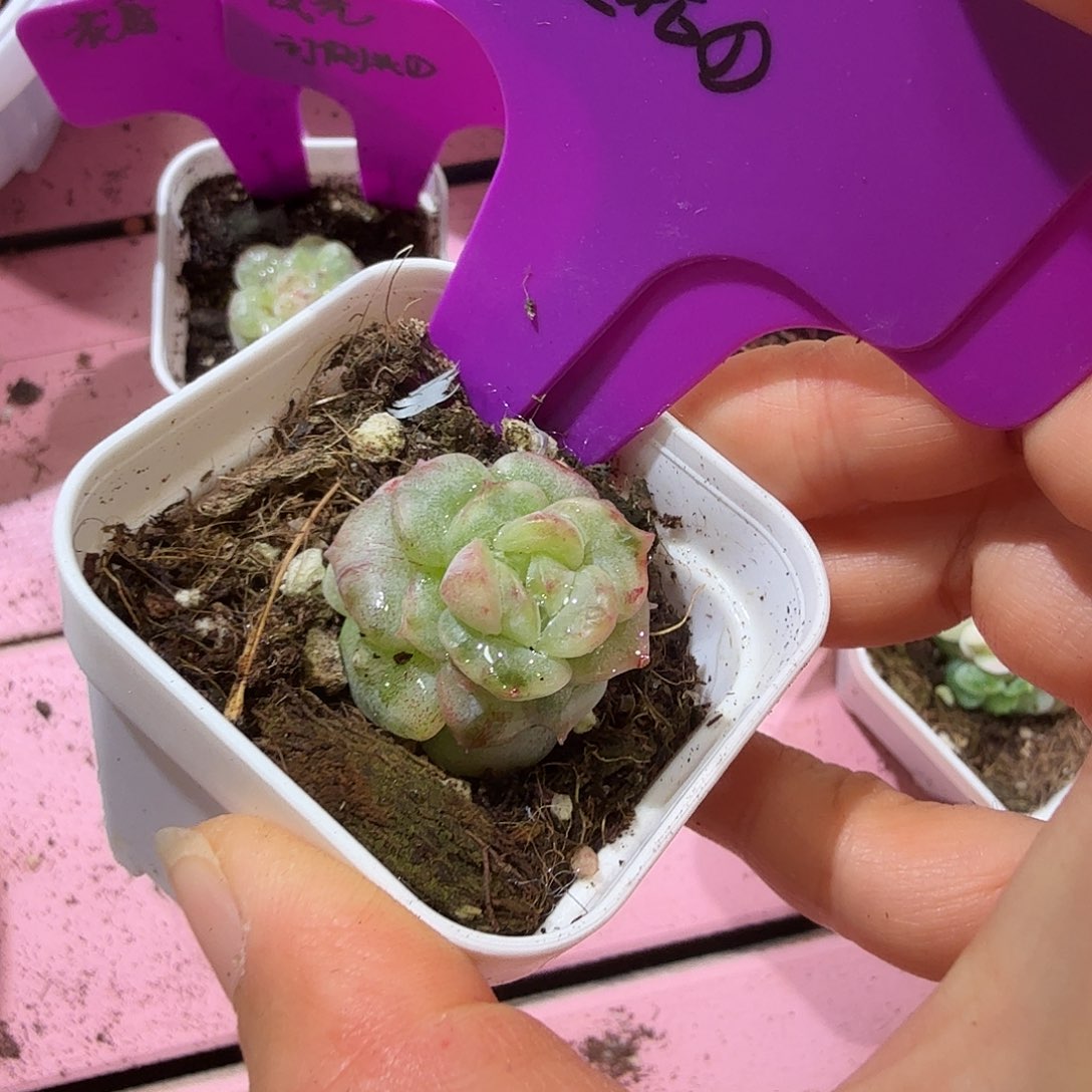 ****葱订覆轮头，多肉植物1号