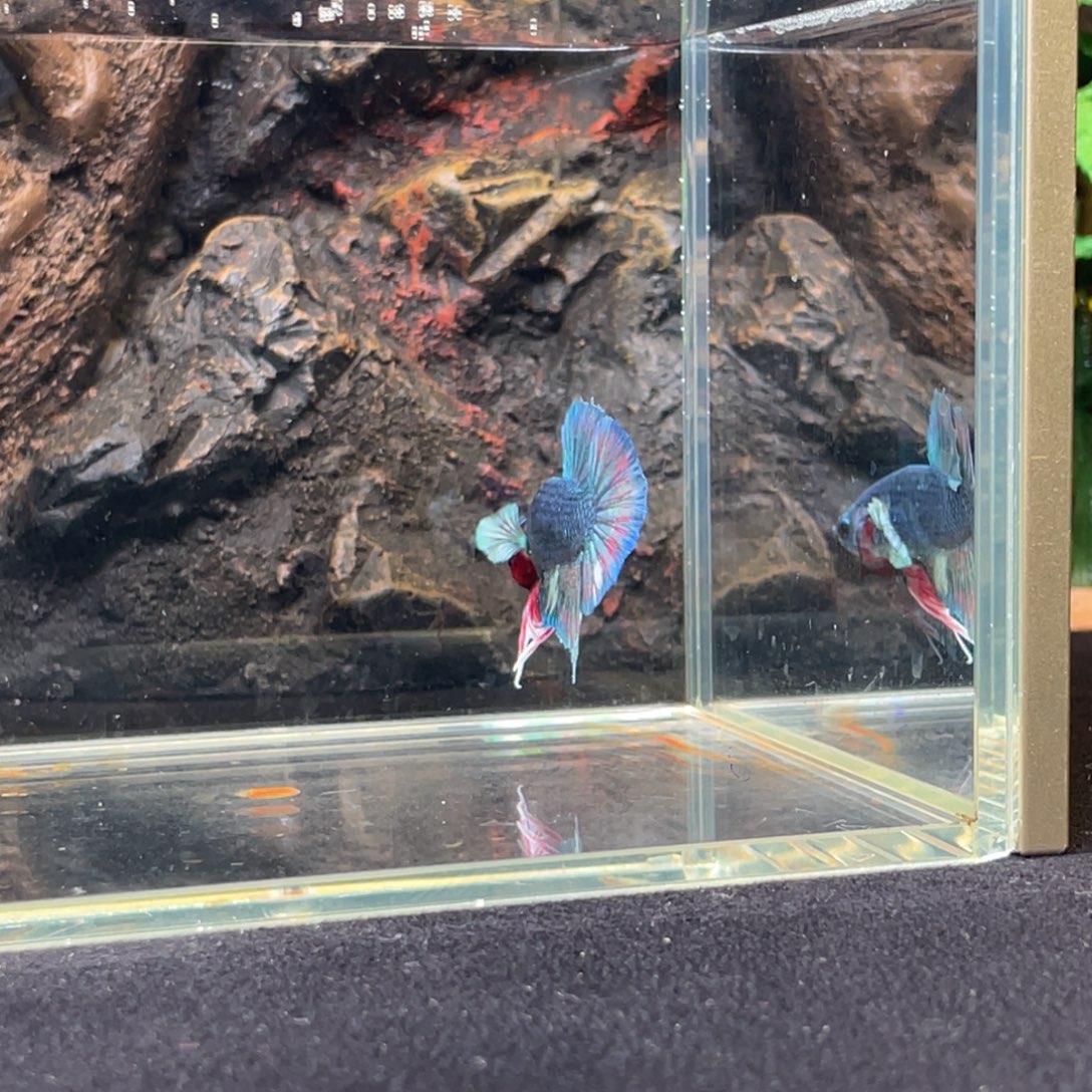 斗鱼十二月二日竞价