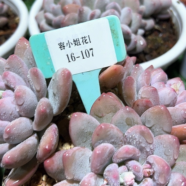 16.107香水一个脱土