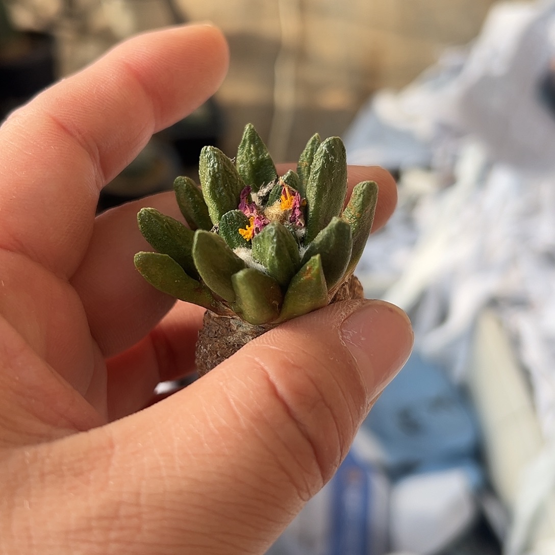 礼***️无花朵龙角mmmmmmmmmm