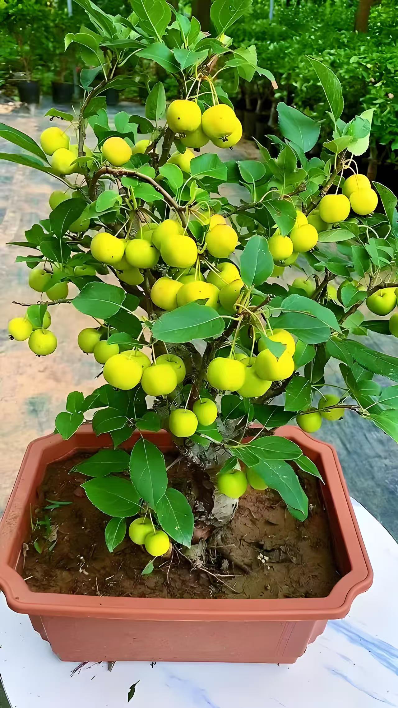 【赏花赏果吃果果】冬红果长寿果海棠冬天落叶不落果南北方养殖
