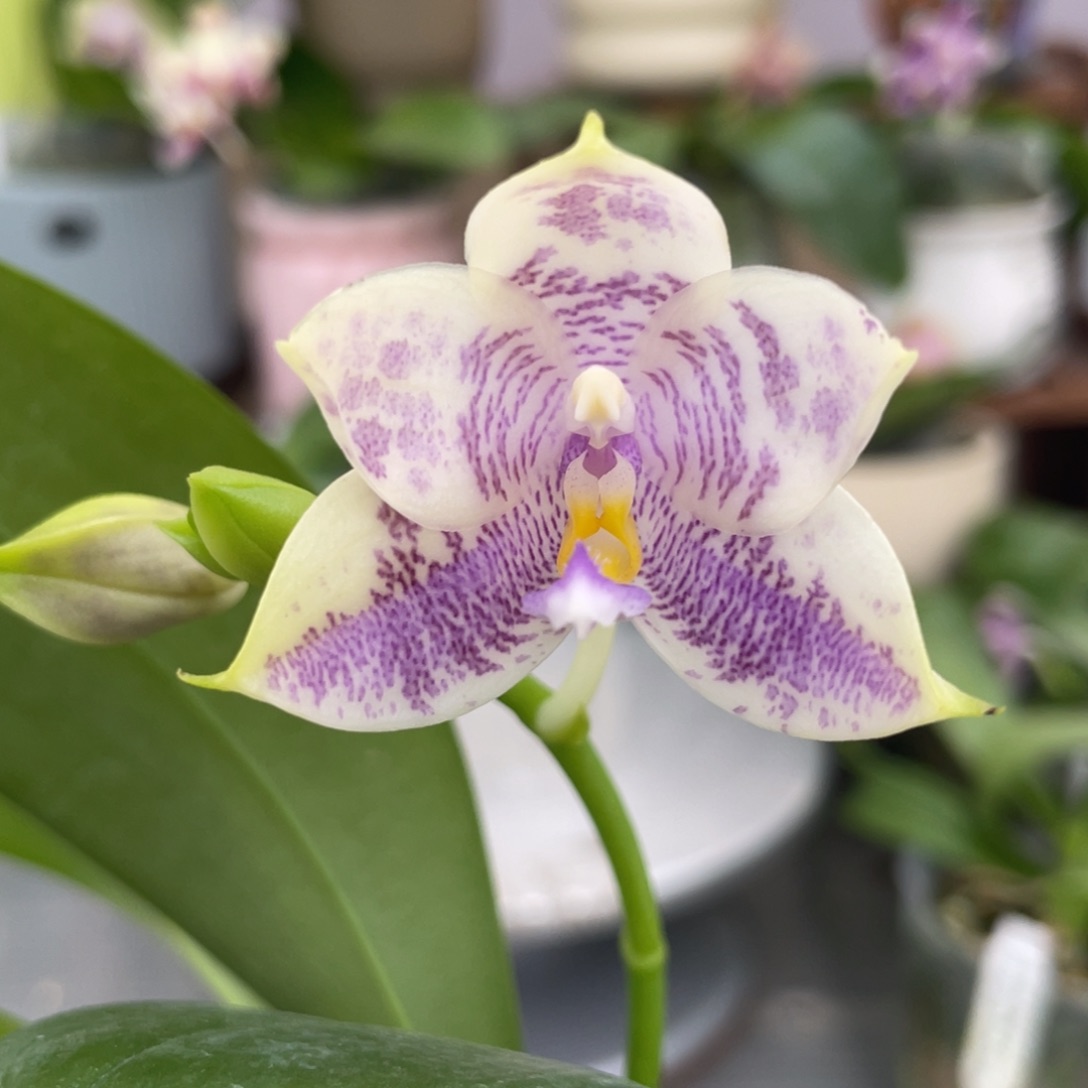 完全开放YW08，2.5杯开花株