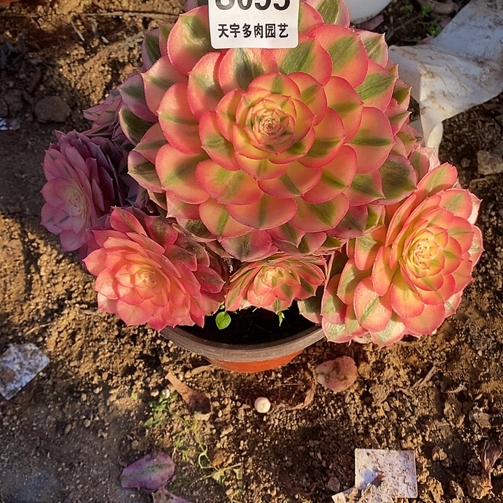 多肉植物095多肉倾城