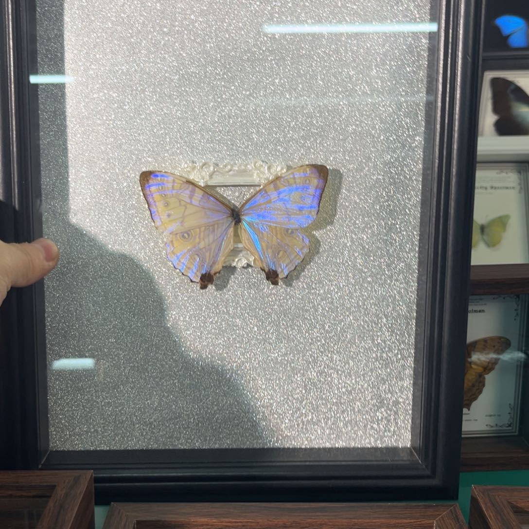 横款轻瑕夜明珠一物一拍