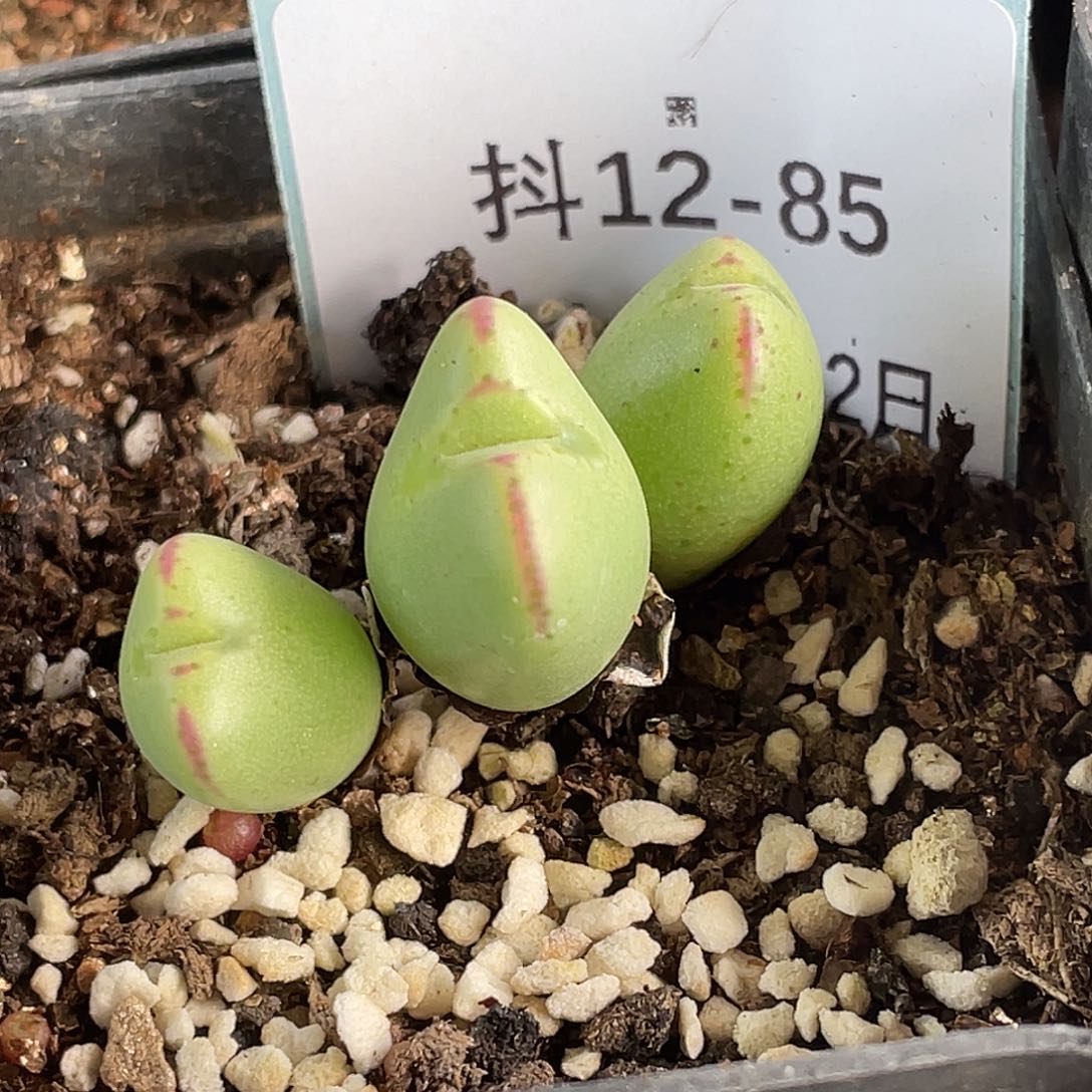 12-85将多肉植物