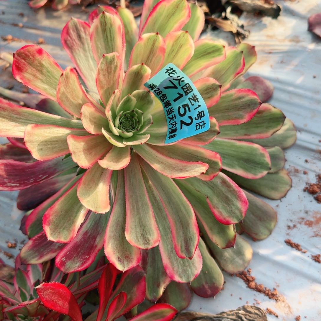 水墨画7152多肉植物