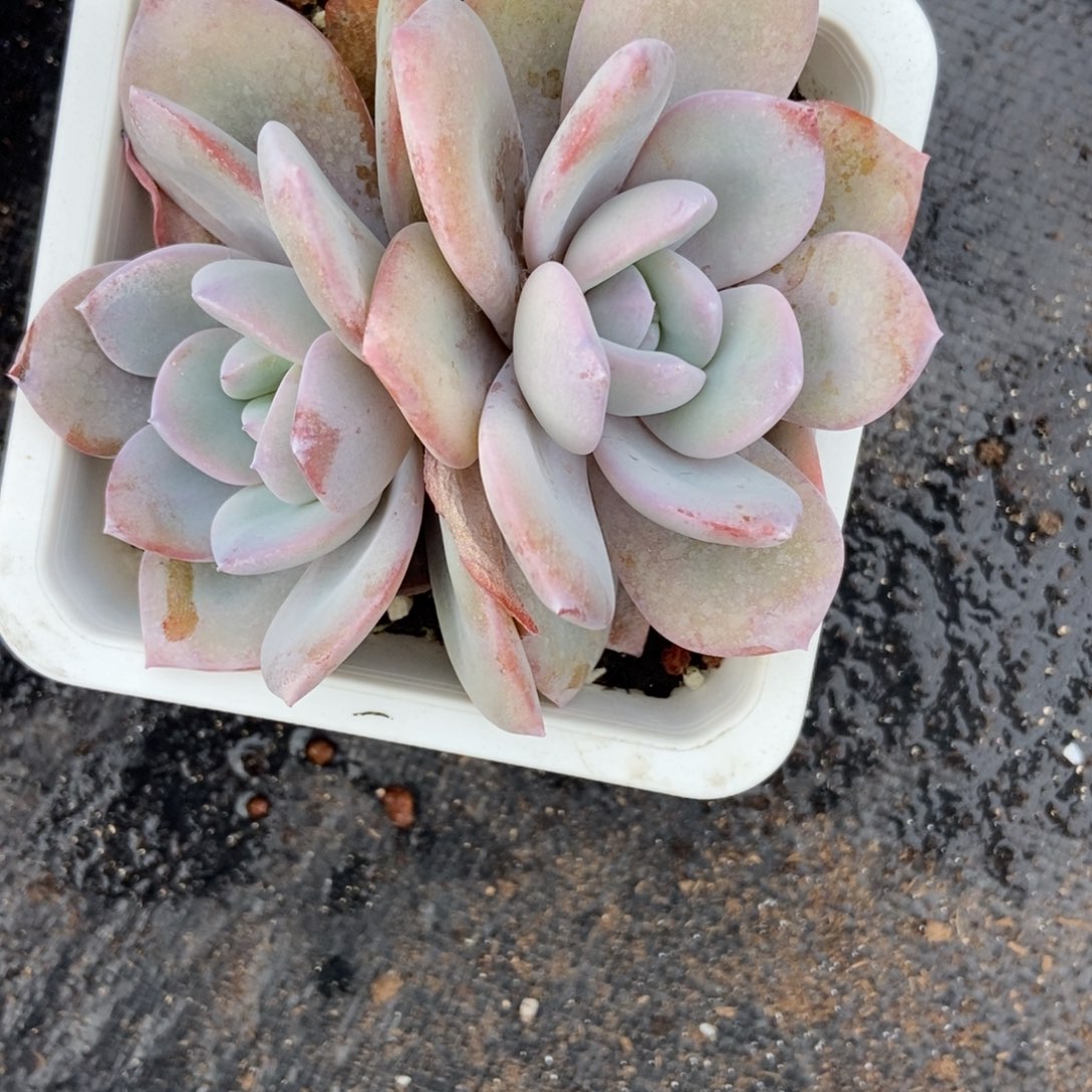 15奶茶多肉植物多肉