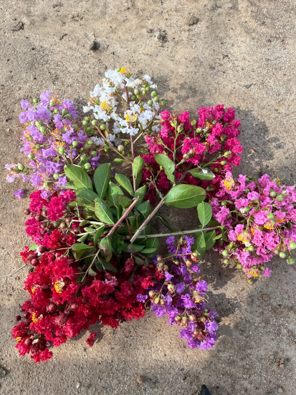 紫薇花树耐寒耐高温