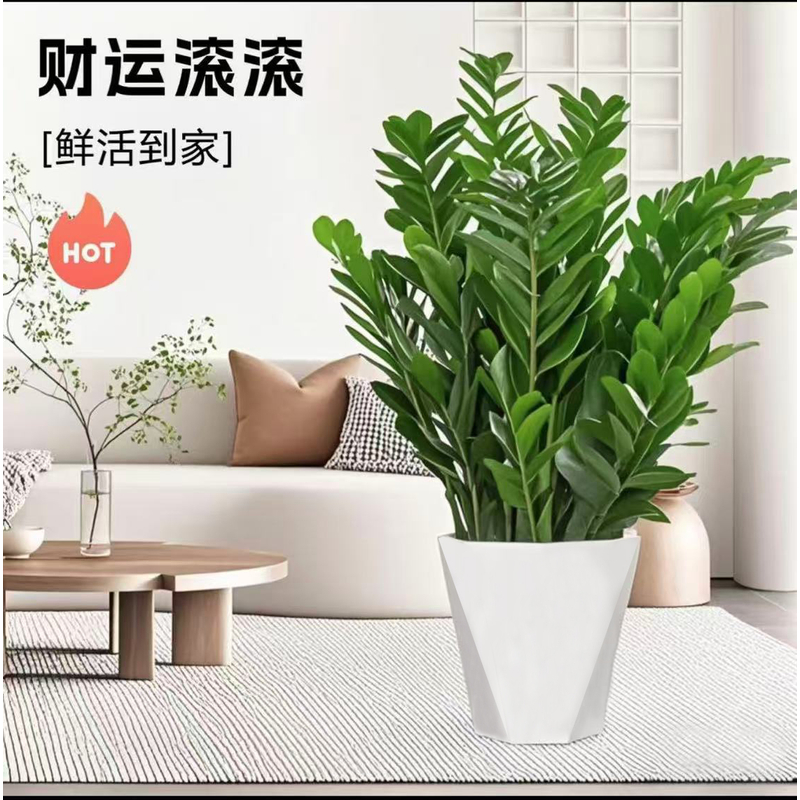 达人-含白盆60-70CM金钱树绿植盆栽好养活办公室绿植送礼净化空气