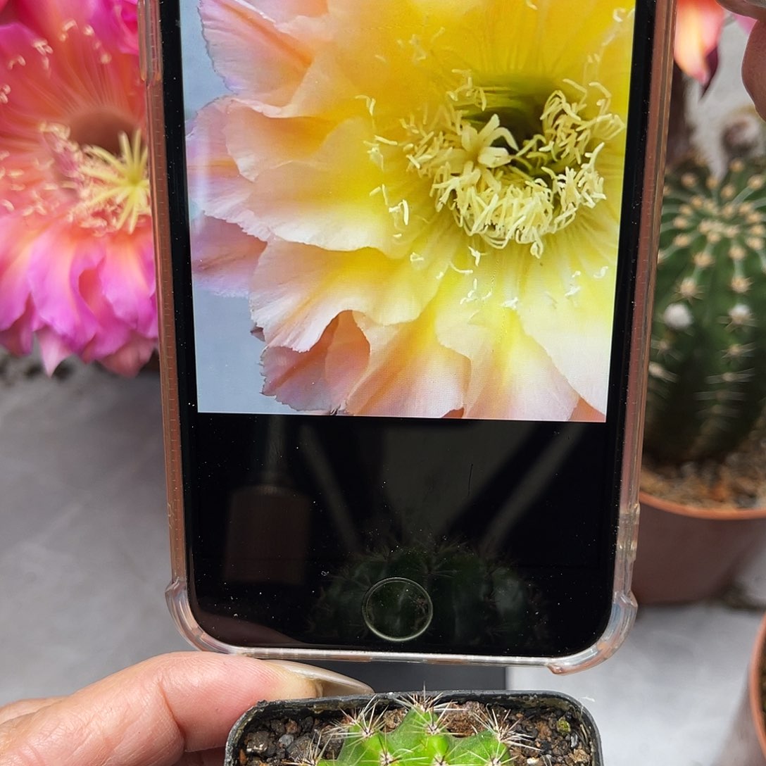 彩草106号3-4公分左右带根