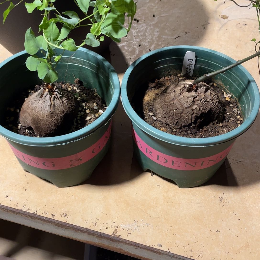 龟甲龙1728号买一送一