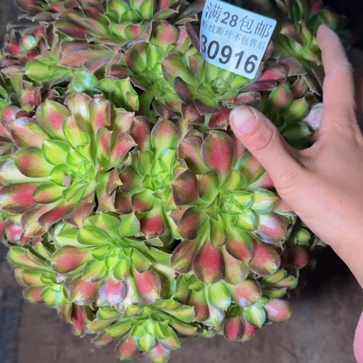 蝶***草30916韶华多肉植物