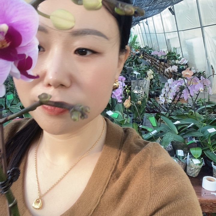 无花朵宝贝蝴蝶兰