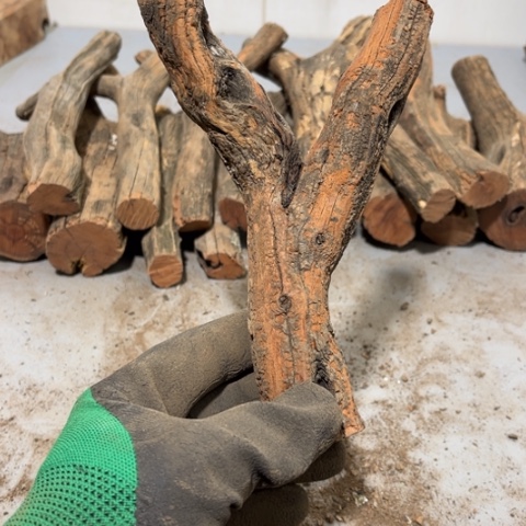 大果紫檀（缅甸花梨）一****龙